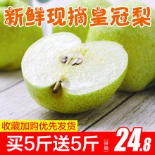 包邮 安徽砀山皇冠梨带箱10斤当季水果新鲜梨子应季青皮脆梨酥香梨
