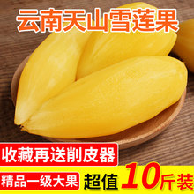 云南特产雪莲果现挖现发农家新鲜当季孕妇水果脆甜整箱10斤 包邮