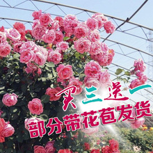 欧月藤本月季盆栽蔷薇花苗四季开花粉色龙沙宝石庭院阳台爬藤植物