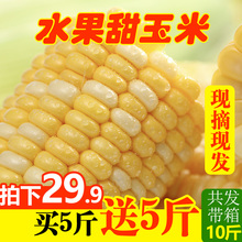鲜贵新鲜云南水果玉米甜玉米带箱10斤 现摘现发 即食生吃生玉米棒