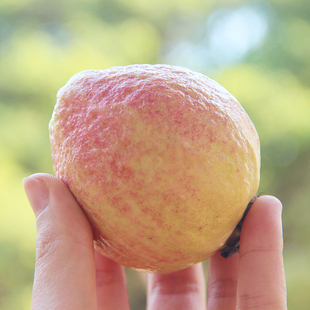 海南特产芭乐果红心番石榴新鲜5斤现摘热带当