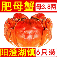 6只大闸蟹鲜活现货特大蟹全母蟹3.8两 大螃蟹六月黄