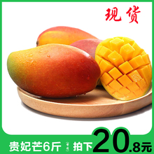 包邮 当季水果整箱小红金龙青小果贵妃芒 贵妃芒果新鲜带箱6斤