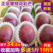 包邮 新鲜当季青水果带箱10斤爱文吉禄 攀枝花新鲜大贵妃芒紫芒果