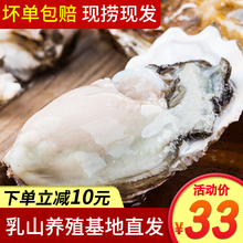乳山牡蛎新鲜大生蚝即食海鲜鲜活海蛎子牡蛎肉水产现捞5斤10斤