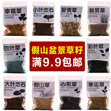 吸水石草籽上水石植物种子假山盆景三叶草四季常青盆栽室内微景观