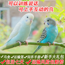 包邮 鸟活物虎皮鹦鹉活鸟手养宠物观赏鸟活体情侣云斑棕头鸟粮玄凤