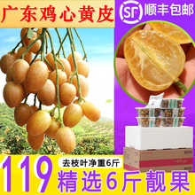 包邮 当季孕妇水果 新鲜黄皮果鸡心黄皮郁南无核鸡心黄皮6斤顺丰