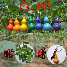 天然环保七彩葫芦娃兄弟创意儿童道具七色小葫芦家具装饰品包邮