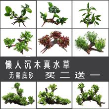 疯狂水草植物 包邮 饰套餐 水族箱热带鱼缸造景懒人沉木真活体装