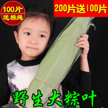 免邮 大粽子叶新鲜纯天然粽叶干粽子叶100张竹棕叶 干粽叶包粽子