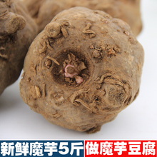 商品魔芋粉片魔芋豆腐原料新鲜蔬菜 云南高山种植新鲜魔芋头5斤装