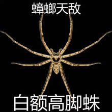 15cm 包活 杀蟑螂天敌灭小强吃蚊虫 蜘蛛活体 宠物 白额高脚蛛