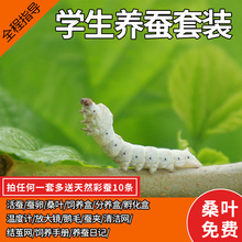 新鲜桑叶七彩金丝彩色蚕卵蚕种嫩桑叶学生养蚕工具 蚕宝宝活体套装
