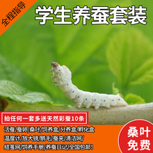 新鲜桑叶七彩金丝彩色蚕卵蚕种嫩桑叶学生养蚕工具 蚕宝宝活体套装