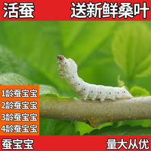 包邮 活蚕小蚕1龄蚕2龄3龄4龄送新鲜桑叶邮寄包活活体蚕宝宝 蚕宝宝