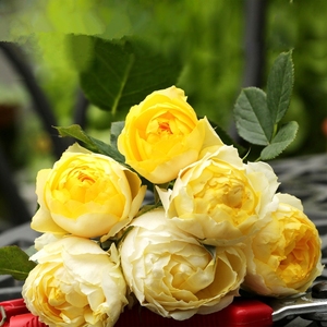 金丝雀月季品牌店铺