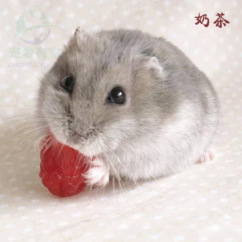 侏儒仓鼠品种,黑线仓鼠,侏儒仓鼠一线(第8页)_大山谷图库