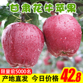 包邮 新鲜水果红蛇果甘肃天水花牛苹果10斤小果礼县粉面刮泥批发
