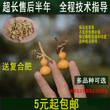 包邮 天然手捻葫芦种子特大中小天津嘴文玩葫芦籽阳台观赏葫芦盆栽