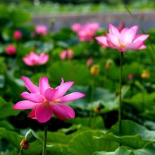 Deep water lotus root seedling lotus root seed package deliv