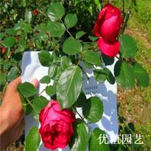 灌木攀援花卉 大花丰花月季苗 月季玫瑰 红色龙沙宝石 优植园艺