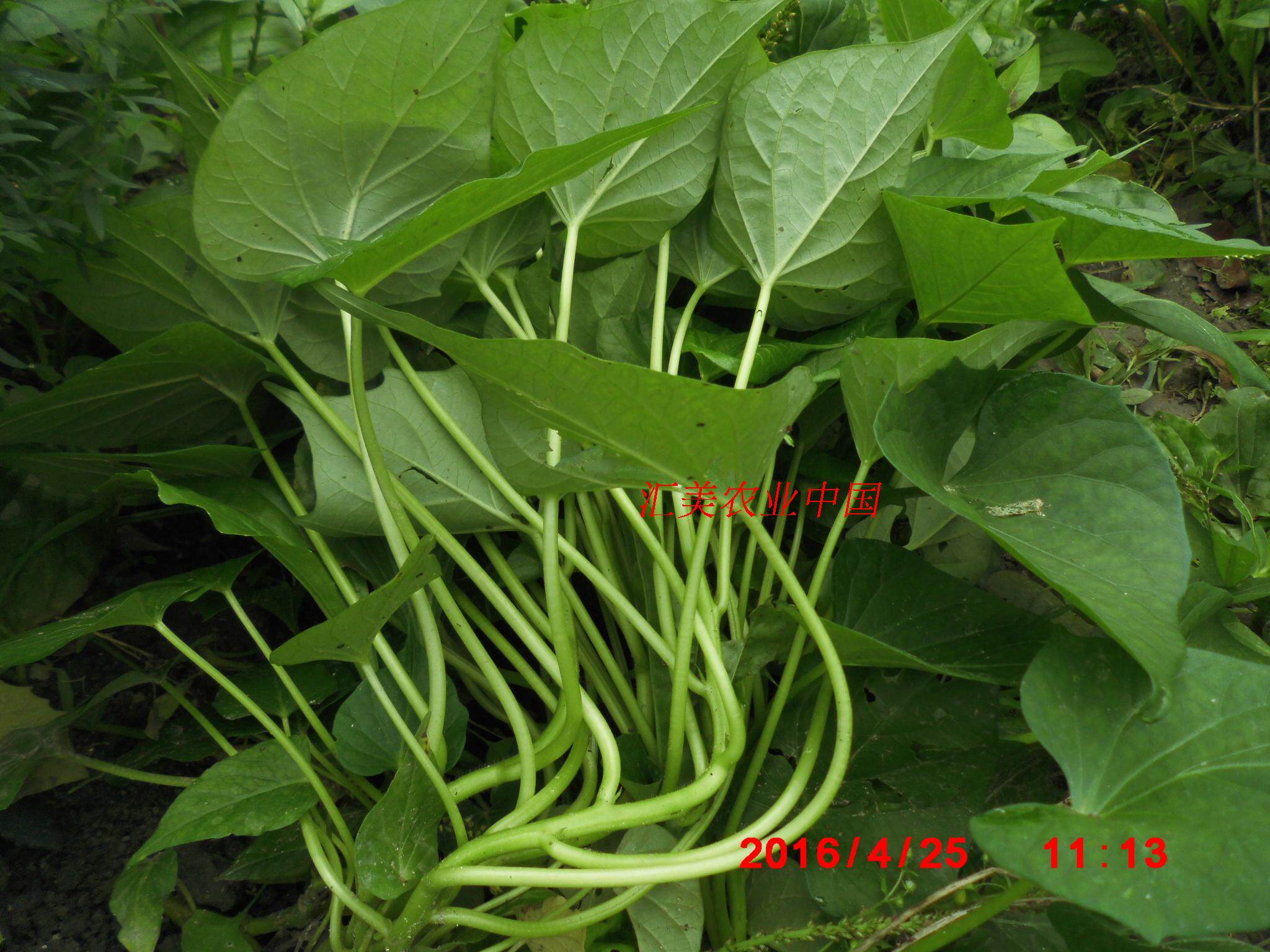 广西桂林老品种食叶地瓜 食叶型薯苗 吃叶菜薯