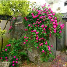 四季开花藤蔓爬藤蔷薇花苗 粉龙 特大苗藤本爬藤月季龙沙宝石