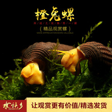 橙兔螺苏拉威西进口兔子观赏宠物螺苏虾螺黄肉螺丝除藻工具螺活体