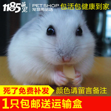 1185 仓鼠活体布丁银狐三线紫仓小宝宝小宠侏儒鼠仓鼠活物包活
