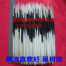 长度16CM以下1件10根 天然豪猪刺精选品相好牙签鱼漂发簪茶针