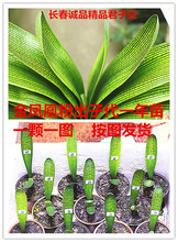 长春高档长春君子兰苗精品插座黄技师绝版金凤凰粉出子代