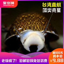 鲍鱼螺 淡水鱼缸除藻篱螺观赏笠螺活体蜗牛宠物金字塔螺