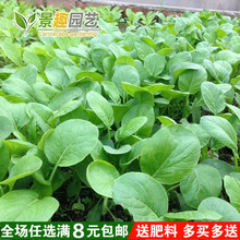 五月慢 抗热605 小青菜 中其白 耐高温快速生长四季可种子实惠包
