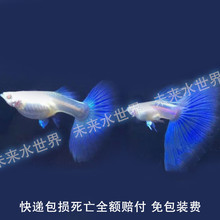 纯种 包邮 物体缎带蝶翼大C种燕尾免 孔雀鱼蓝白天空蓝白子火炬活