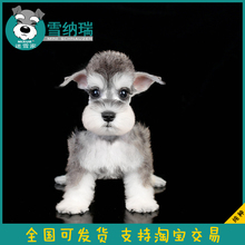 迷雪家 茶杯犬迷你活体雪纳瑞幼犬纯种小体狗狗椒盐黑银宠物狗