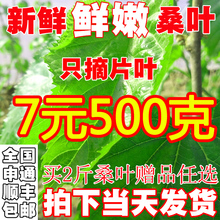 新鲜桑叶蚕桑蚕宝宝饲料叶大小蚕嫩桑叶桑叶新鲜现摘桑蚕小桑树苗