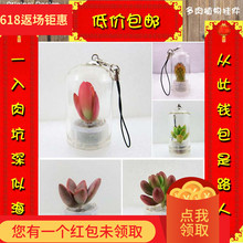 多肉挂件钥匙扣链手机挂件生态瓶送人生日礼物 创意迷你小植物瓶装