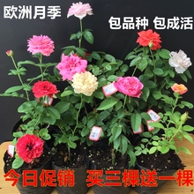 欧洲月季花苗盆栽蔷薇苗大花藤本月季龙沙宝石苗多花爬藤植物四季