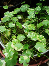 垂吊植物 耐阴耐寒 护盆草 耐践踏 地被植物 花叶天胡荽