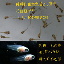 练手孔雀鱼小鱼苗刚出生纯种血红安德拉斯双剑小型鱼巴西红扇好养