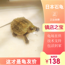 包邮 2019年日本石龟苗日石龟苗活体宠物招财观赏龟乌龟全品开食