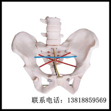 F24 骨盆测量示教模型