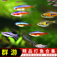 观赏鱼紫罗兰三角灯樱桃灯鱼红肚玻璃灯头尾灯喷火灯头尾灯1065