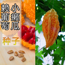 包邮 红娘果四季蔬菜种子 小癞瓜苗赖葡萄种籽金铃子金癞瓜种子