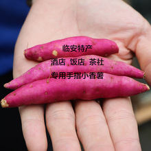 宝宝辅食 迷你小小甜蜜香薯临安特有品种小红薯参小番薯750克