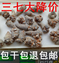 云南自种文山春三七头野生特级三七根新鲜三七粉正品 10头 120头