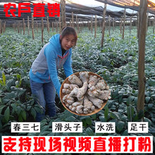 特级 1斤 500g 云南文山 野生 三七头正品 同仁堂品质可代磨超细粉
