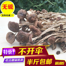香菇干货2019年新货 包邮 不开伞茶树菇干货茶薪菇250g 拍一斤39元