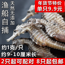 自晒干海马三斑海马干小海马干货泡酒材料煲汤料男性滋补品非500g